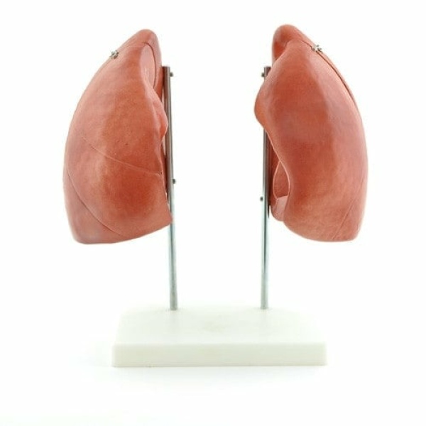 Lung Model