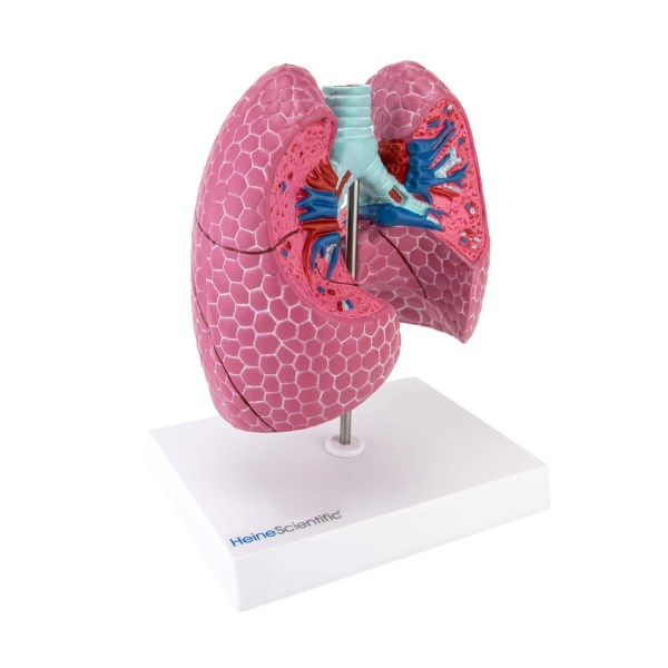 Lung Model