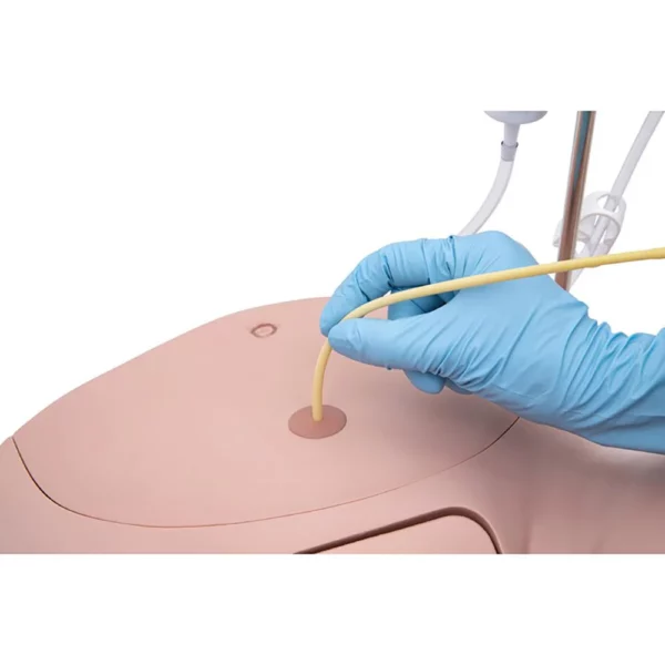 Catheterization Simulator Pro-Male, Light Skin - Image 3