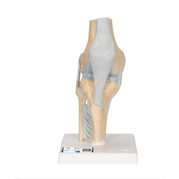 Demo Model  Knee with Ligaments  (1)